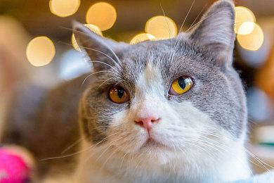 MAPPA正在为《方舟：生存飞升》扩展制作动画